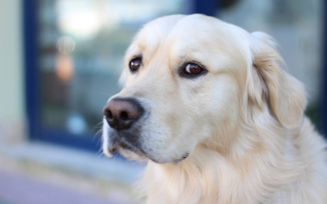 Chien de compagnie