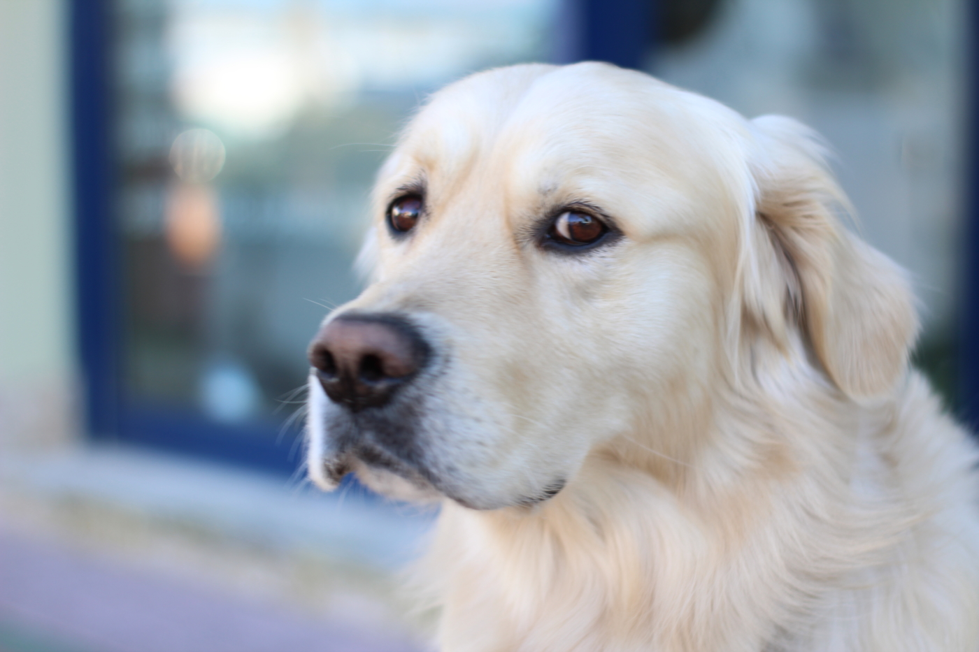 perrito de compañia